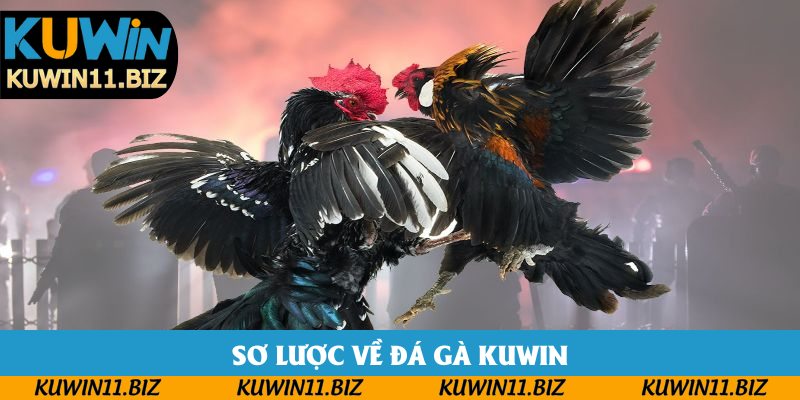 Sơ lược về đá gà Kuwin