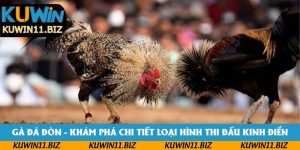 Gà Đá Đòn - Khám Phá Chi Tiết Loại Hình Thi Đấu Kinh Điển